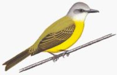 Un pechiamarillo: 'Tyrannus melancholicus'