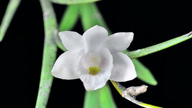 Orquídeas entre armas