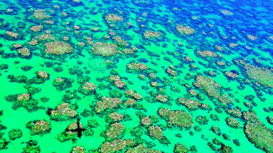 El estrés mata los corales