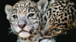 Cachorras de jaguar y el mensaje de conservación