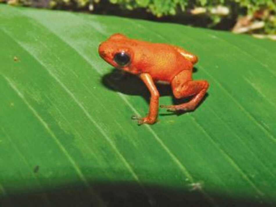 Una rana en un pajar