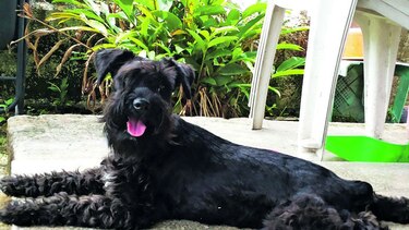 Perla