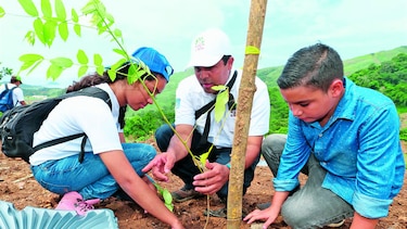 ¡Vamos todos a reforestar!