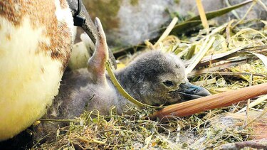 Nacen pingüinos por inseminación artificial en Japón