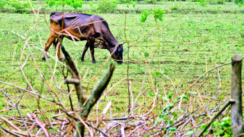Lanzan iniciativa climática para ‘reverdecer’ el Corredor Seco Centroamericano