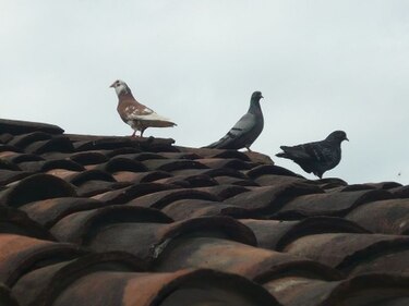 Lo inmaterial panameño