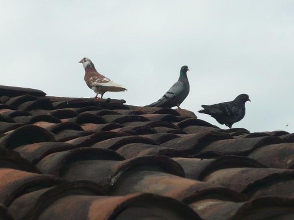 Lo inmaterial panameño