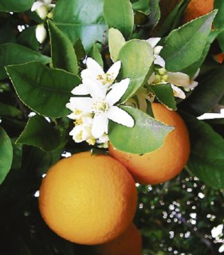 Origen de la naranja agria