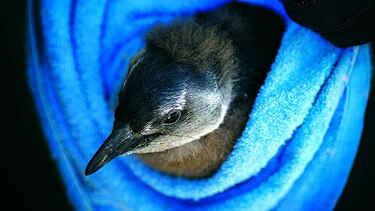 Población de pingüinos está descendiendo