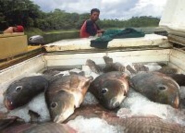 Panama’s seafood exports hit bottom