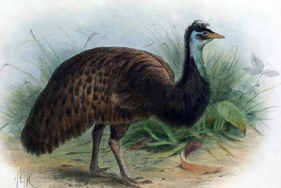 La pérdida de especies no ha alcanzado el nivel de ‘extinción masiva’