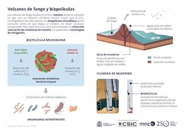 Descubren una comunidad microbiana del golfo de Cádiz capaz de frenar las emisiones de metano