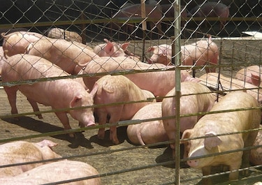 IMA comprará 9 mil cerdos a productores nacionales
