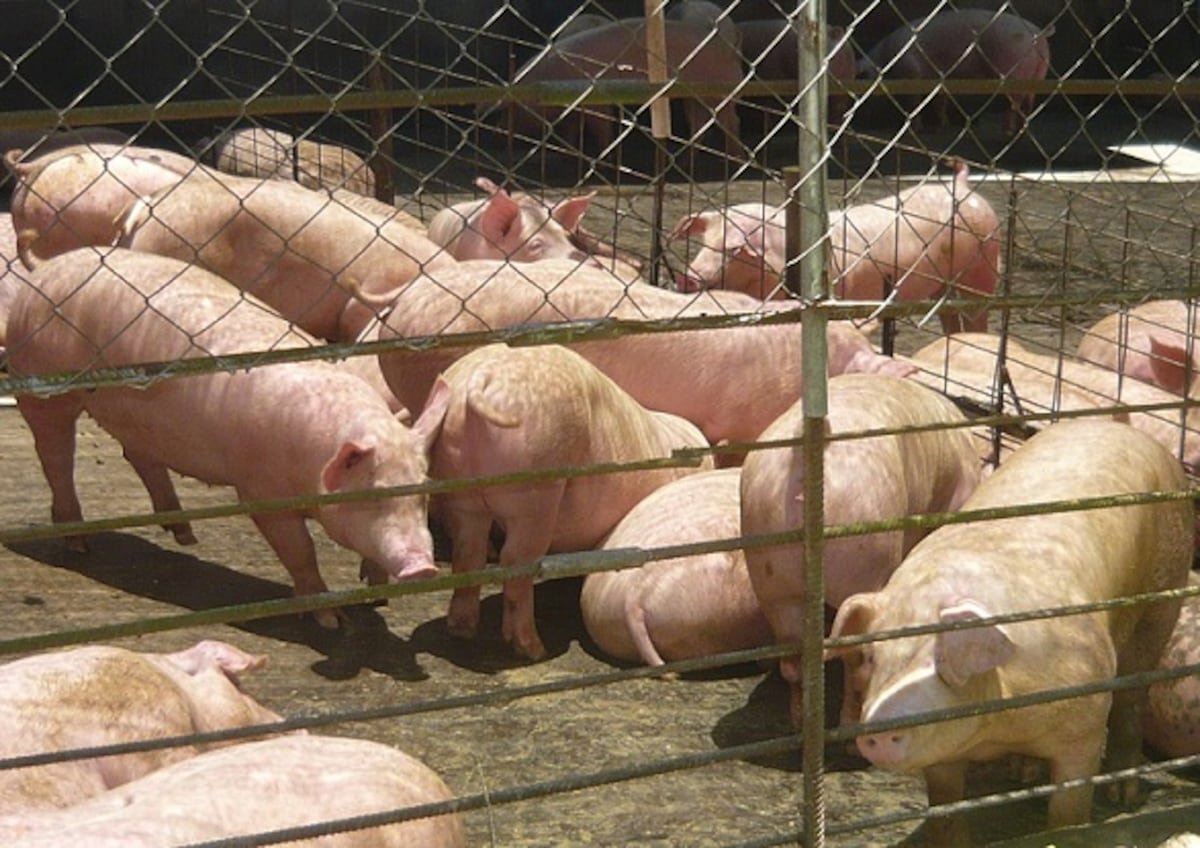 De sobrevivir a las importaciones a buscar mercados para exportar: el giro de la industria porcina panameña