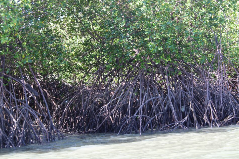 Restaurarán 250 hectáreas de manglar en bahía de Chame