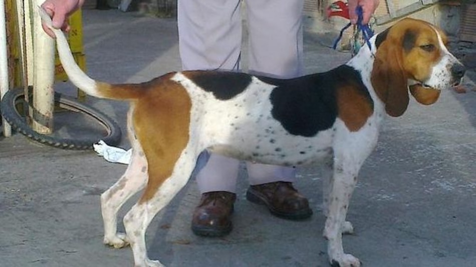 Hallan la primera raza canina auténtica de Colombia