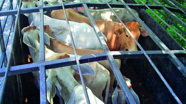 Suspenden exportación de ganado en pie