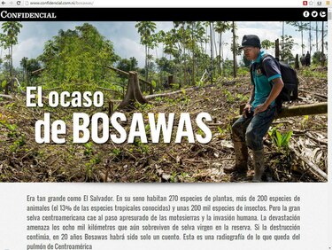 Investigación periodistica reveló cómo los políticos participaron en la devastación de la reserva de Bosawas