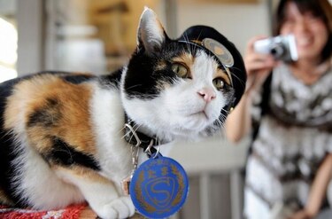 Muere Tama, la gata que salvó una estación de tren de la ruina