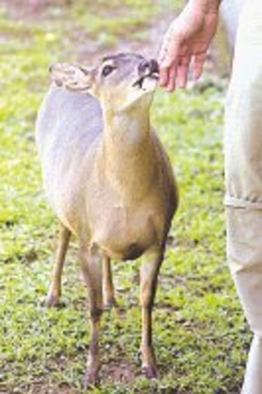 Los venados del Cerro Ancón
