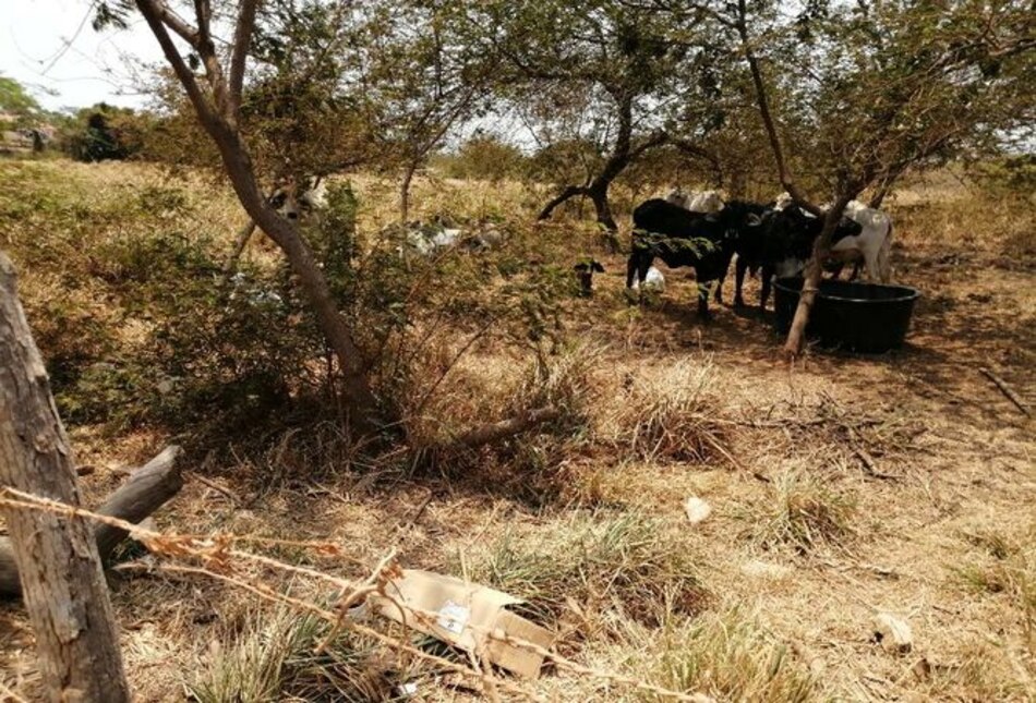 El MIDA destinará 3 millones de dólares para mitigar efectos de sequía en Azuero