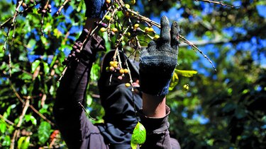 Guatemala desafía al hongo de la roya