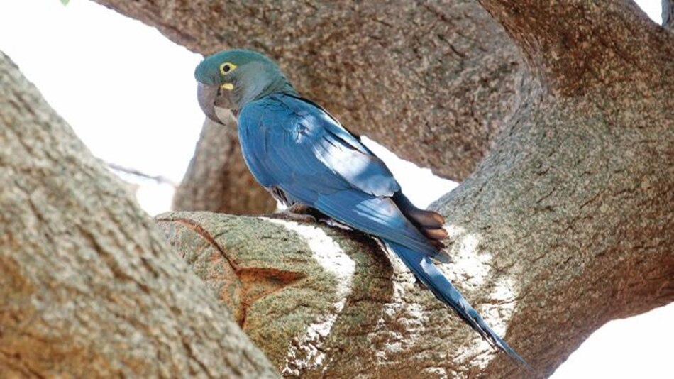 Más especies en peligro