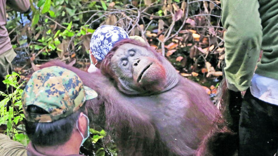 el orangután de Borneo, al borde de la extinción