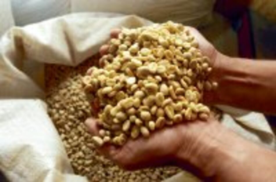 Cafés panameños dominan competencias mundiales