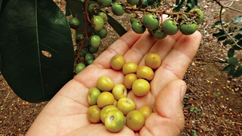 El nance, un manjar muy nuestro