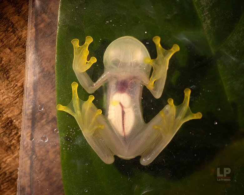 Cerro Chucantí: en busca de ‘Greta Thunberg’ y de los tesoros de las tierras altas del Darién