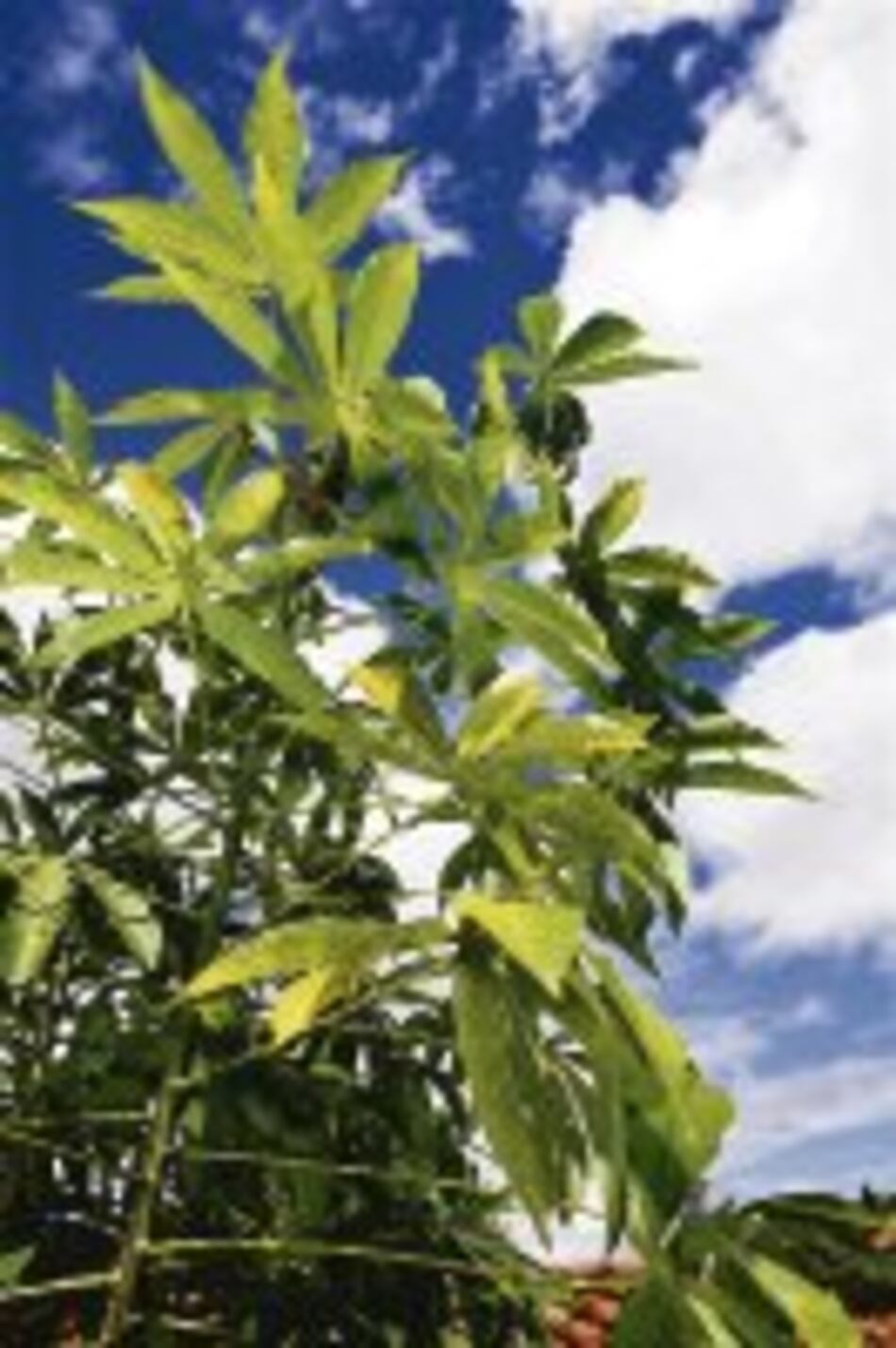 Relación yuca-cáncer