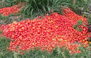 Productores de tomate protestarán este jueves en la Gobernación de Chiriquí