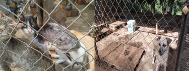 Más de 140 animales fueron encontrados en condiciones insalubres en un refugio clandestino en Arraiján