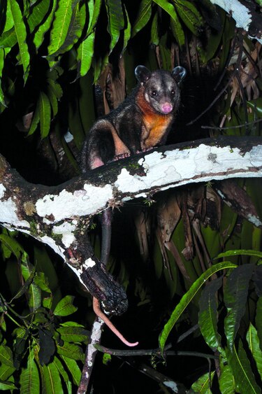 Los habitantes de Coiba