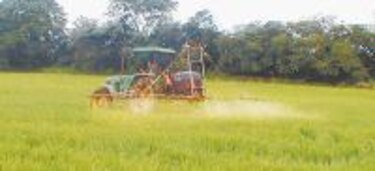 Arroz genera 40 millones en Chiriquí