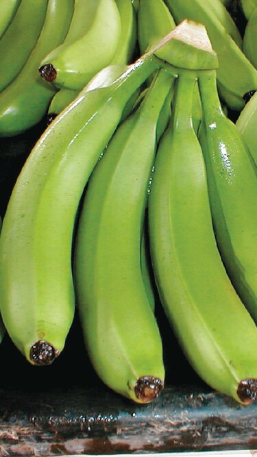 Producción de Barú potencia exportación del ‘oro verde’