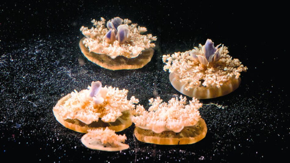 Hasta las medusas necesitan dormir