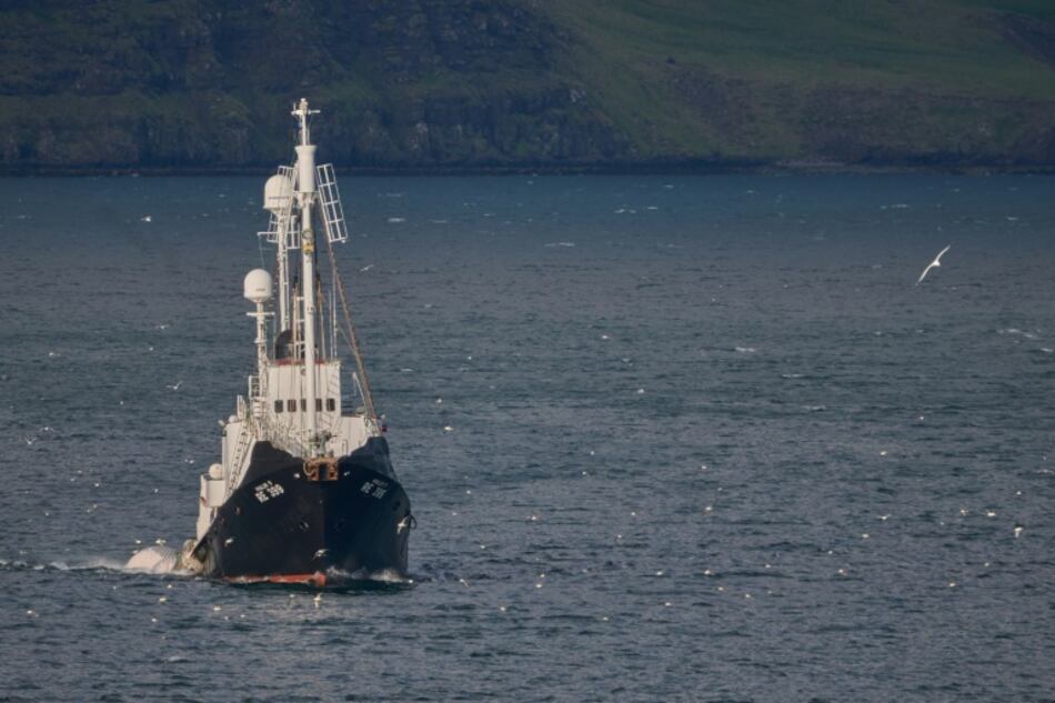Suspenden la caza de ballenas en Islandia por segundo año consecutivo