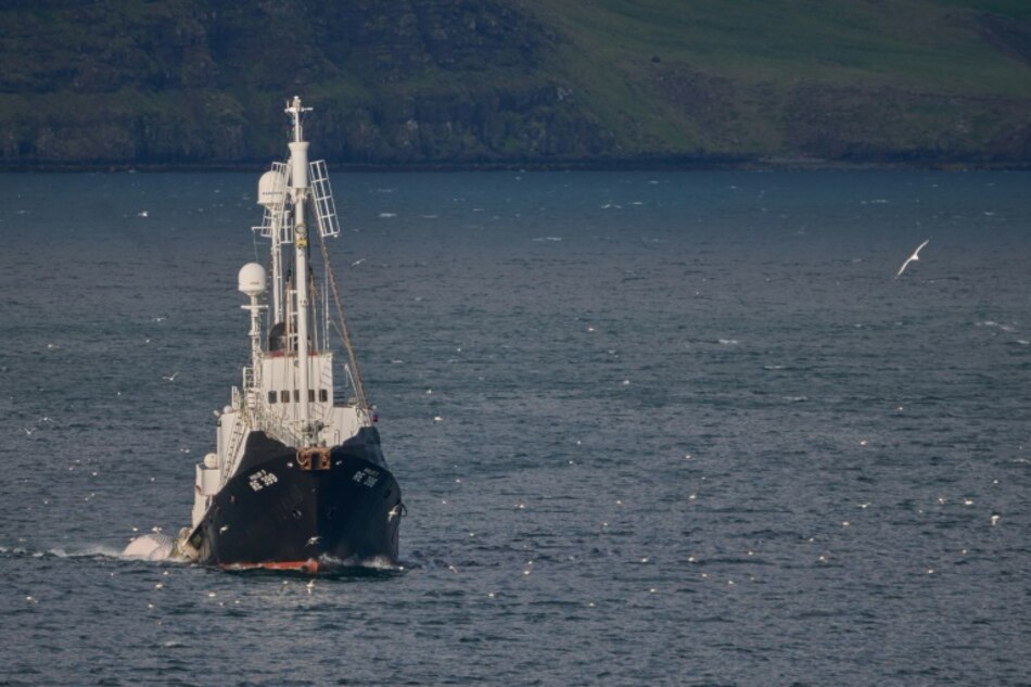 Suspenden la caza de ballenas en Islandia por segundo año consecutivo