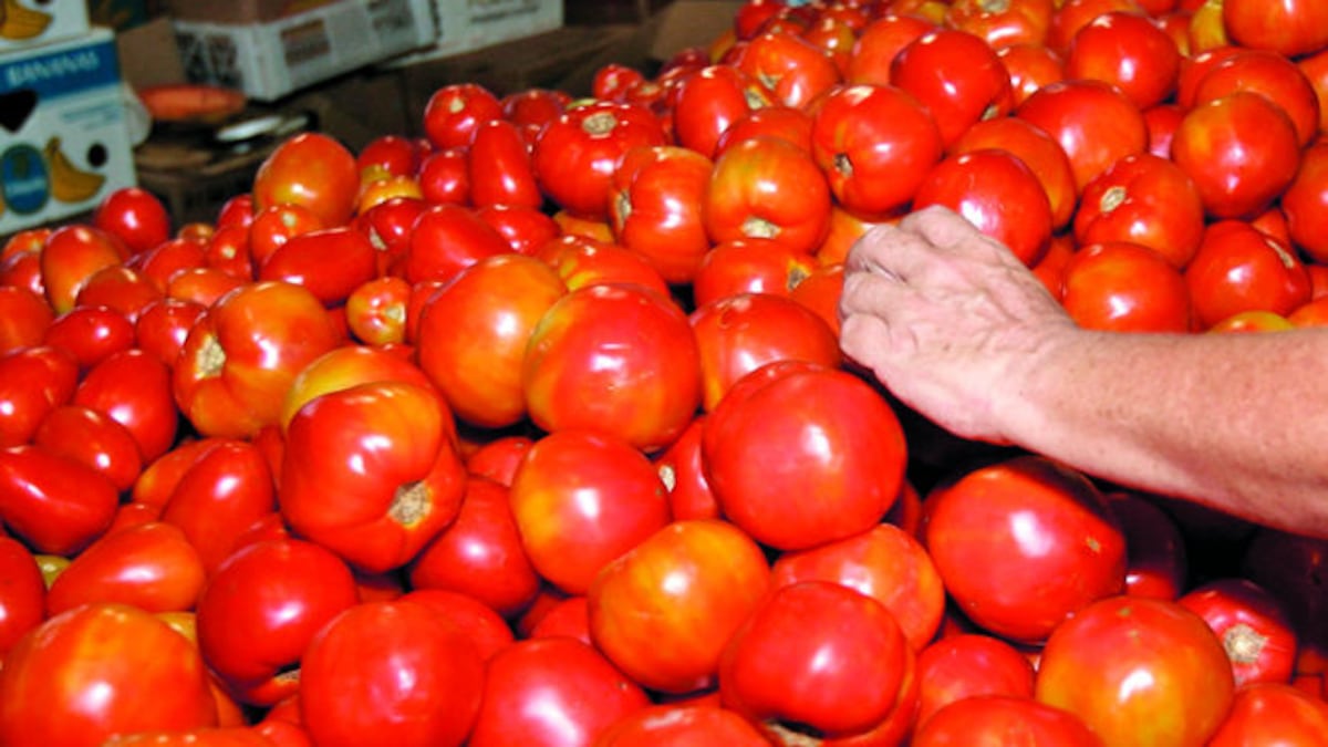 El tomate industrial es uno de los bienes donde el Ministerio de Comercio e Industrias ve ‘grandes oportunidades de exportación’.