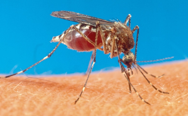 Dengue en Panamá: 15,832 casos confirmados y 27 defunciones