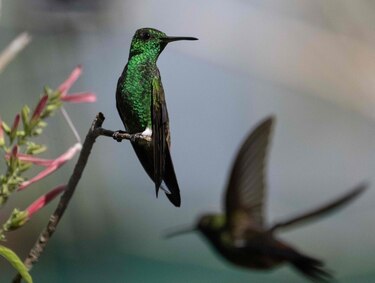 Caracas, ‘edén’ de los colibríes