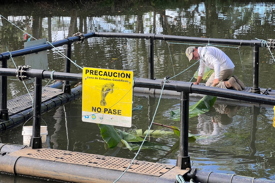 Investigadores consideran que corredor Panamá-Costa Rica protegería manatíes en extinción
