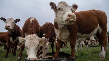 La multimillonaria estafa de las ‘vacas virtuales’ que sacude a Uruguay, uno de los países más ganaderos del mundo