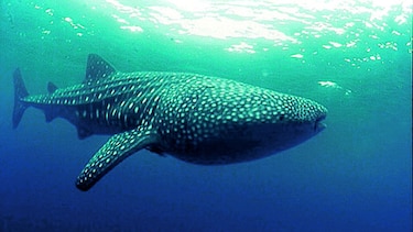 Nadando con tiburones ballena