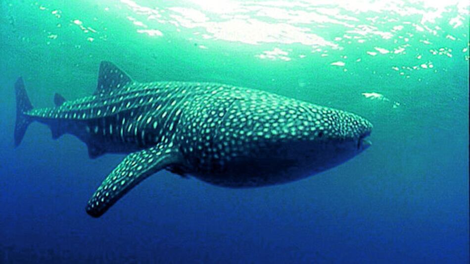 Nadando con tiburones ballena