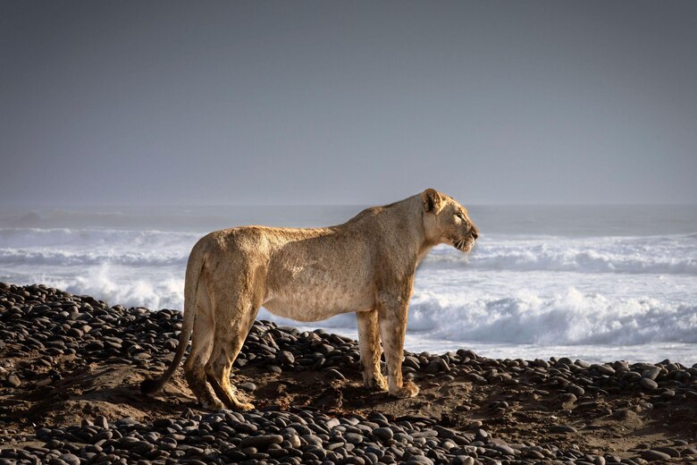 Las inéditas imágenes que muestran a los leones que abandonan el desierto para cazar en la playa