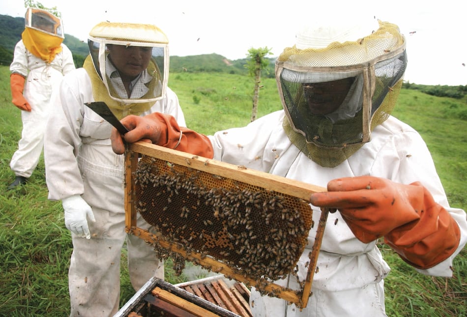 Apicultores en Nicaragua se reinventan