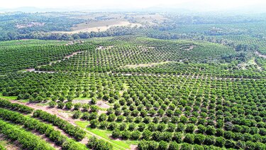 La naranja, un negocio jugoso